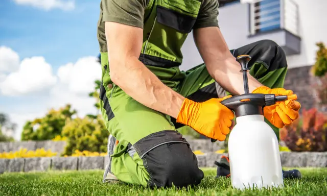 Jardinero con guantes naranjas prepara un pulverizador, buscando alternativas al glifosato para un cuidado ecológico del césped.