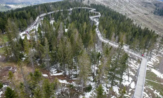 Drewniana ścieżka w koronach drzew, znana jako sky walk Słowacja, wije się pośród iglastego lasu, oferując spacerującym unikalne widoki.