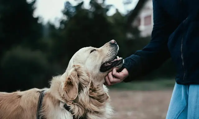 En person klappar en glad golden retriever utomhus. Kanske en ny chans för hunden, en omplacering som ger lycka.