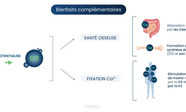 La vitamine K2 potentialise la D3 pour la santé osseuse : absorption du calcium, formation de l'os et fixation du calcium.