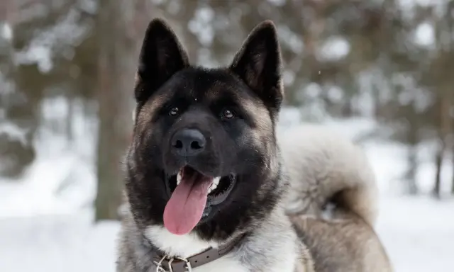 Akita amerykańska waga: potężny pies z ciemną maską i puszystym ogonem, wesoło dyszy na tle zimowego lasu.