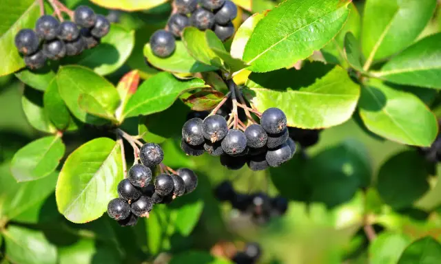 Reife Aroniabeeren hängen an einem Strauch. Bald ist Zeit zum Aronia schneiden, um den Ertrag im nächsten Jahr zu sichern.