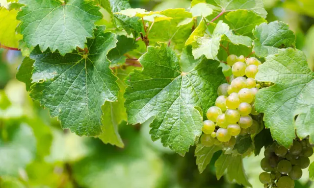 Grappoli d'uva bianca matura tra foglie verdi. Il loro **est est est significato** è la promessa di un buon vino.