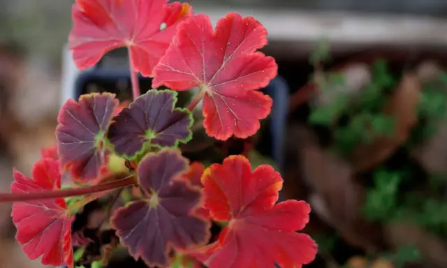 Närbild på gammaldags pelargoner med djupröda och mörklila blad. Vackra bladnerver syns tydligt.