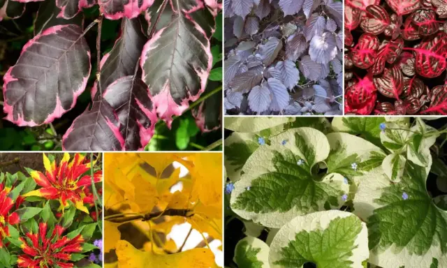 Piękne liście ozdobne do ogrodu wieloletnie: purpurowe, różowo-zielone, żółte i pstrokate.