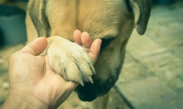Une main tient la patte d'un chien. Mon chien ne pose plus sa patte avant par terre, il semble triste.
