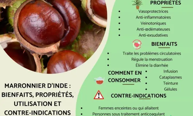 Gros plans sur des marrons d'Inde, évoquant les nombreux bienfaits du marronnier d'Inde pour la circulation et la santé.