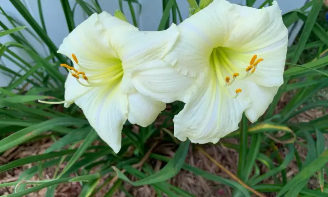 Deux hémérocalles blanches en pleine floraison, leurs étamines orangées contrastant avec le vert des feuilles.