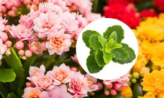Kwiat kalanchoe w odcieniach różu, czerwieni i żółci. W okręgu zielone liście tej rośliny.