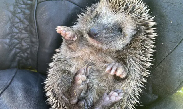 En liten igelkott, som en virkad igelkott, vilar i en hand.