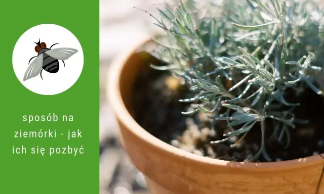 Grafika z ziemiórką i tekstem "sposób na ziemiórki - jak ich się pozbyć". W tle doniczka z rośliną.