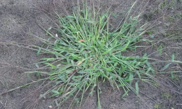 A clump of crabgrass spreads across bare soil. This resilient weed thrives in disturbed areas, explaining why crab grass grows so readily.