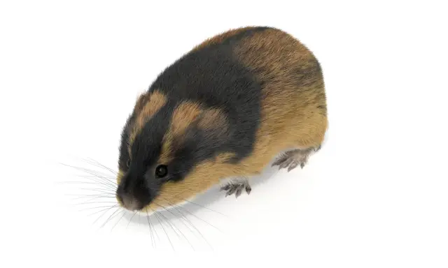 En lemming svenska med mörk och ljusbrun päls, med långa morrhår, tittar framåt.
