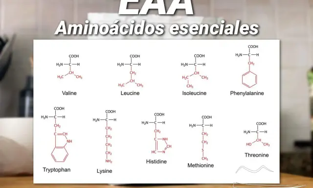 Fórmulas químicas de aminoácidos esenciales como Valina, Leucina, Fenilalanina, Triptófano, Lisina, Histidina, Metionina y Treonina. Aprende como tomar aminoacidos.