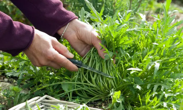 Hände ernten frischen Rucola mit einem Messer. Ein Korb liegt bereit.