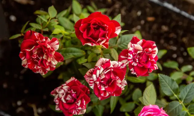 Striped red and white mini roses blooming. Proper mini roses care ensures vibrant blooms like these.