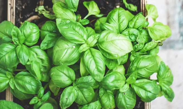 Świeża bazylia w skrzynce, idealna przyprawa do pesto, sosów i sałatek. Jej aromat wzbogaci każde danie.