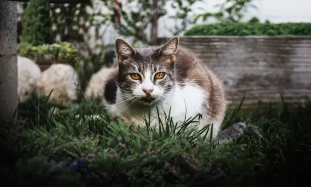 Un chat tigré et blanc aux yeux ambrés, assis dans l'herbe. Il semble observer, peut-être une idée de comment éloigner les chats du jardin.