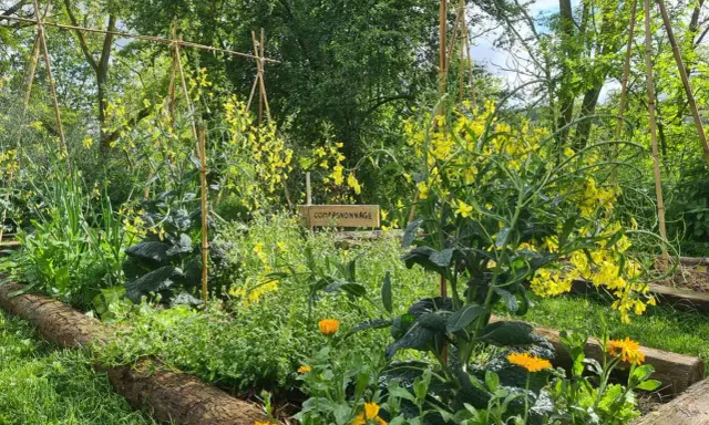 Un jardin potager luxuriant avec des fleurs jaunes éclatantes et des légumes verts. Une pancarte indique "Compagnonnage", suggérant une culture harmonieuse.