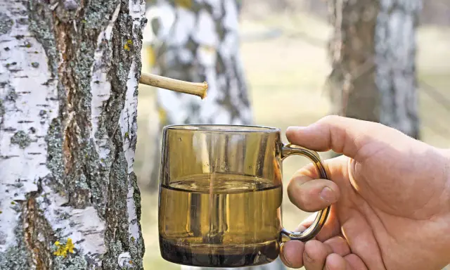 Frisch gezapftes Birkenwasser tropft in eine Tasse. Die natürliche Birkenwasser Wirkung ist bekannt für ihre erfrischenden und belebenden Eigenschaften.