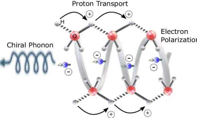 Chiraler Phonon löst Protonentransport und Elektronenpolarisation aus, was zu chemischer Energie führt.