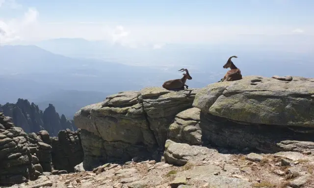 Dos cabras montesas descansan en las rocas, contemplando el vasto paisaje de las rutas sierra de Gredos.