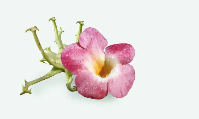 Fleur rose et verte, ornée de gouttes d'eau, évoquant une plante anti-inflammatoire pour les articulations.