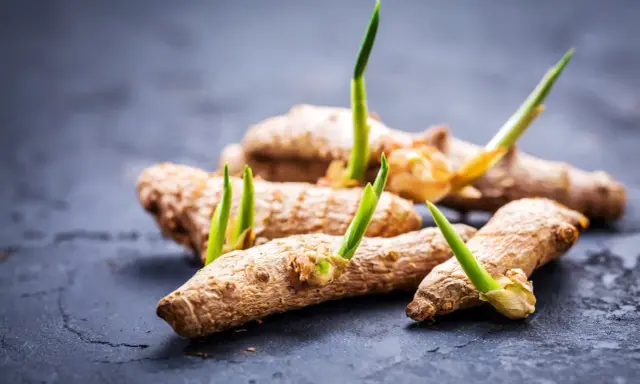 Des rhizomes de curcuma plante intérieur ou extérieur, avec de jeunes pousses vertes émergeant.