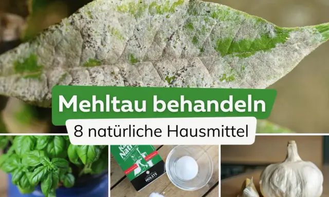 Ein Blatt mit Mehltau, daneben Basilikum, Salz und Knoblauch. Essig gegen Mehltau ist ein Hausmittel.