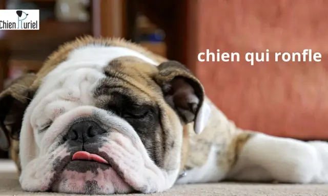 Gros plan sur un bouledogue endormi, la langue sortie, un vrai chien qui ronfle.