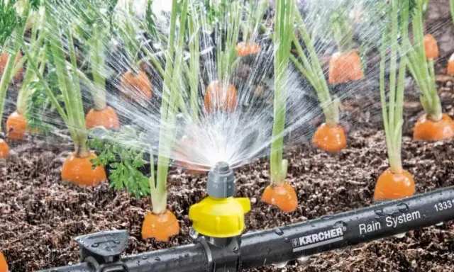 Zraszacz podlewa marchewki rosnące w ziemi.