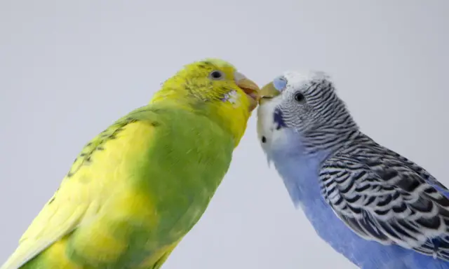 Due cocorite, una gialla e una blu, si baciano. Per capire come si vede se una cocorita deve fare le uova, osserva il suo addome.