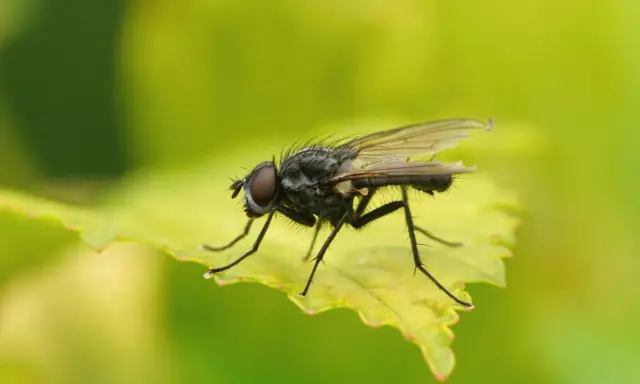 Gros plan d'une mouche des semis aux yeux rouges, perchée sur une feuille verte aux bords dentelés.