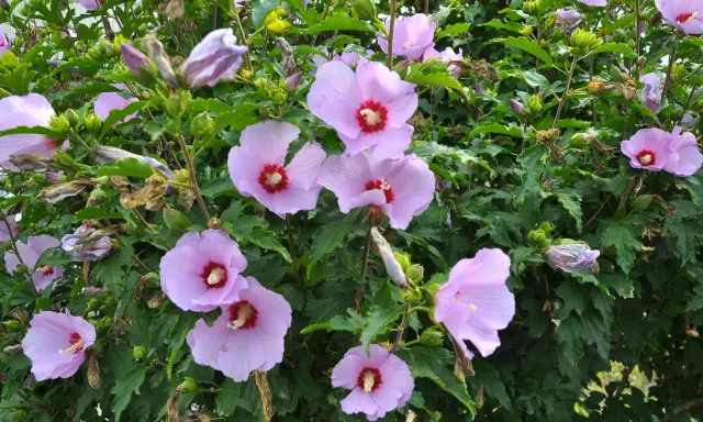 Hibiskus ogrodowy: Jak przycinać, by kwitł obficie? Poradnik