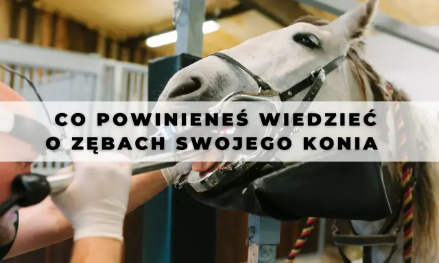 Co koń ma w pysku? Zęby, anatomia, problemy Kompletny przewodnik.