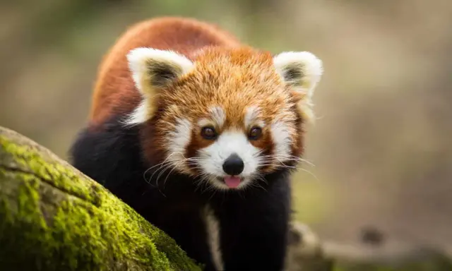 Ein niedlicher Roter Panda leckt sich die Zunge im Zoo Lissabon.