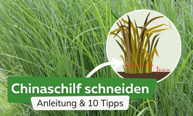 Anleitung zum Chinaschilf schneiden: Ein Kreis zeigt, wie man das Gras auf 8-12 cm zurückschneidet.