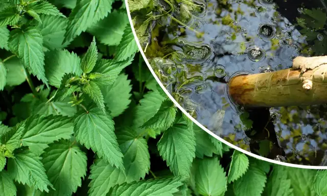 Orties vertes et un seau d'eau avec une branche, pour apprendre comment utiliser le purin d'ortie.