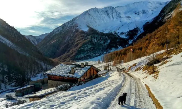 Un cane nero cammina su una strada innevata in Val di Fosse, vicino a un rifugio alpino con tetto coperto di neve. Montagne imponenti sullo sfondo.