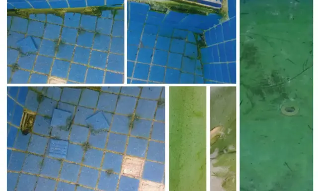 La piscina está cubierta de algas verdes, cubriendo las baldosas azules y el fondo.