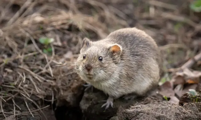 Un rat taupier, petit rongeur au pelage gris, émerge de son terrier au milieu de feuilles mortes et de brindilles.