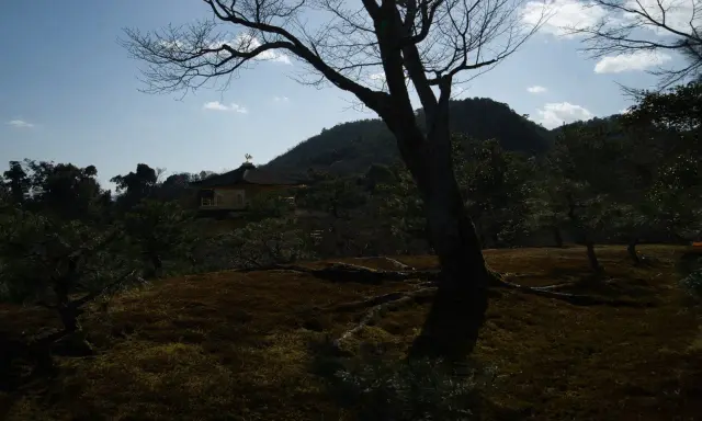 Un albero spoglio domina la scena, con il Padiglione d'Oro del Giappone sullo sfondo. HDR.