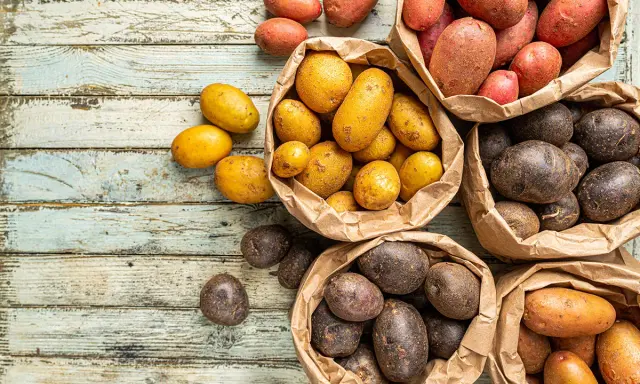 Une variété de pommes de terre, allant du jaune doré au rouge et au violet foncé, est présentée dans des sacs en papier sur une table en bois vieilli.