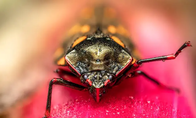 Niesamowite makro: co to za owad? Widok z bliska na głowę i nogi pluskwiaka z kroplami rosy na różowym kwiecie.