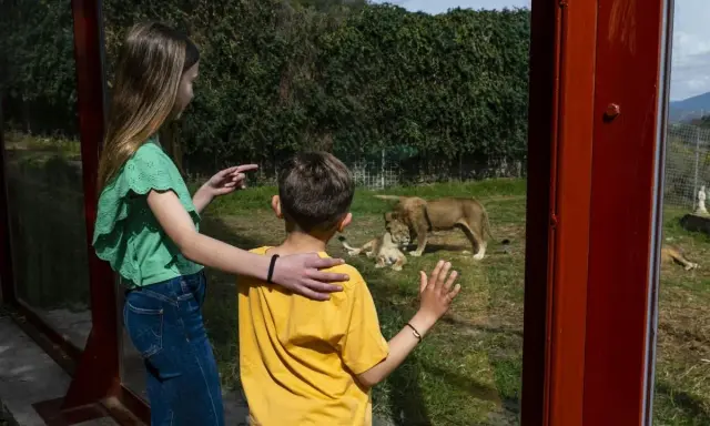 Kinder bestaunen Löwen im Selwo Aventura. Ein Mädchen zeigt auf die Tiere, während ein Junge fasziniert zuschaut.