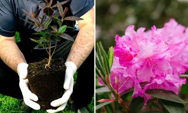 Mains gantées tenant un jeune plant prêt à planter un rhododendron. À côté, une fleur de rhododendron rose éclatante.