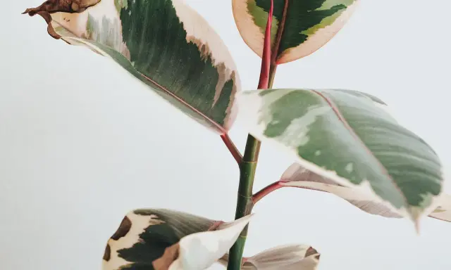 En ficus med gröna, vita och rosa blad. Några bruna blad visar tecken på att torka ut.