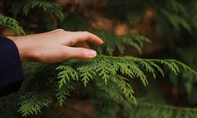 Dłoń dotyka gałęzi tui. Pomyśl o karze za wycięcie tui bez zezwolenia, zanim zniszczysz naturę.