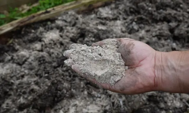 Dłoń trzyma popiół drzewny, który posłuży jako nawóz pod tuje.