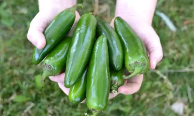 Hands cradle a bountiful harvest of fresh, green pepper plants, glistening in the sunlight.